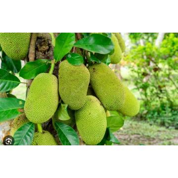 Artocarpus Heterophyllus, Jackfruit ( Kathal ) Plant