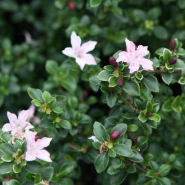 Serissa Foetida Plant , Japanese Box Thorn , Snow Rose Plant 