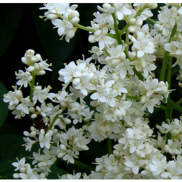 Syringa Reticulata ( Japanese Tree Lilac ) - 10 Seeds Pack