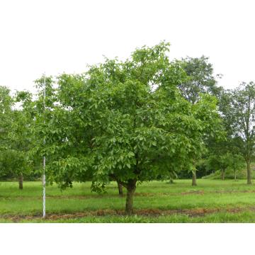 Buy Juglans Regia Plant, Walnut Plant 