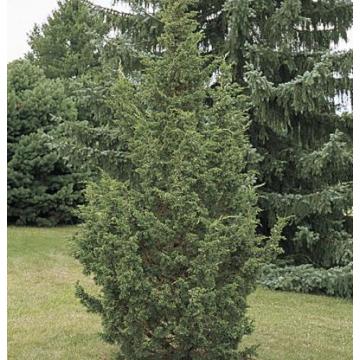 Juniperus Chinensis, Chinese Juniperus Plant 