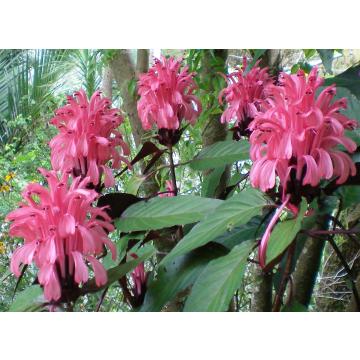 Buy Justicia Carnea Plant, Flamingo Flower Plant 