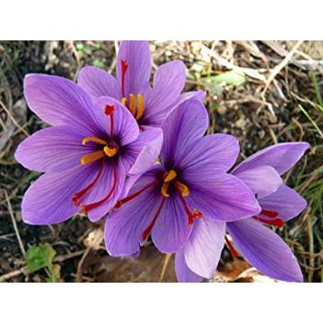 Buy Crocus Sativus ( Saffron Bulbs ) - 24 Bulbs Pack