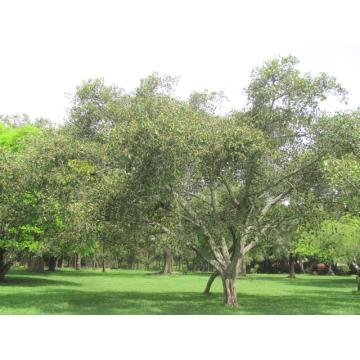 Buy Ficus Krishnae Plant, Krishna Fig Plant 