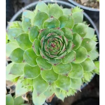 Lakhsmi Kamal Plant , Graptopetalum Macdougallii