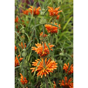  Leonotis Leonurus Seeds, Lions Tail  - 5 Seeds