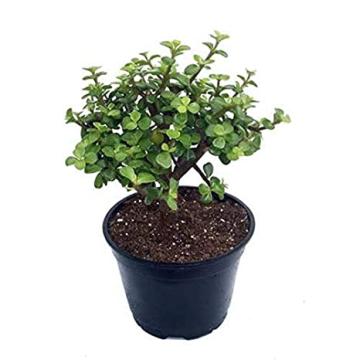 Portulacaria Afra Plant , Elephant Bush 