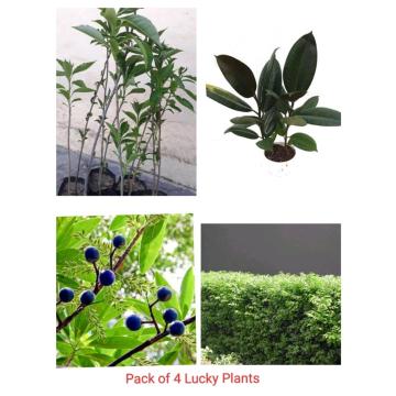 Top 4 Lucky Plants Pack