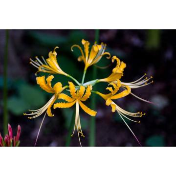 Buy Lycoris Aurea ( Golden Spider Lily ) Yellow Bulbs - Pack Of 5 Bulbs 