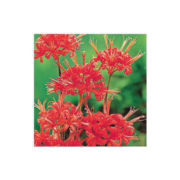Buy Lycoris Radiata, Red Spider lily - 5 Bulbs 