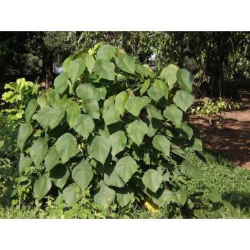 Macaranga Peltata , Parachute Plant - 50 Seeds Pack