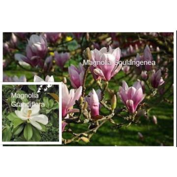 Magnolia Soulangeana And Magnolia Grandiflora Plants 