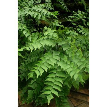 Buy Adiantum Maidenhair Fern Plant  