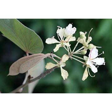 Bauhinia Vahlii Seeds, Maloo Creeper Seeds - 15 Seeds Pack