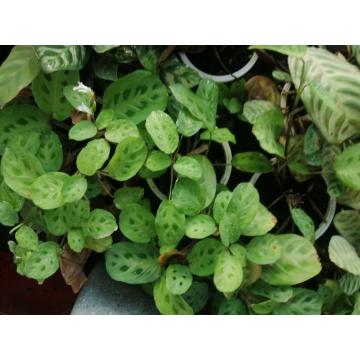 Buy Maranta Leuconeura Plant , Prayer Plant 