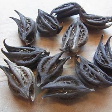 Martynia Annua Seeds, Ulat Kanta - 15 Seeds Pack