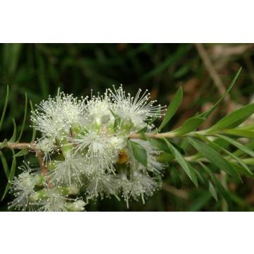 Melaleuca Bracteata, Golden Bottle Brush Plant 