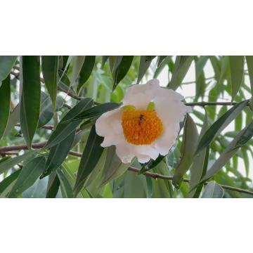  Buy Mesua Ferrea ( Nagkesar ) Plant
