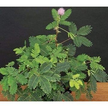 Buy Mimosa Pudica, Touch Me Not, Chui Mui Plant