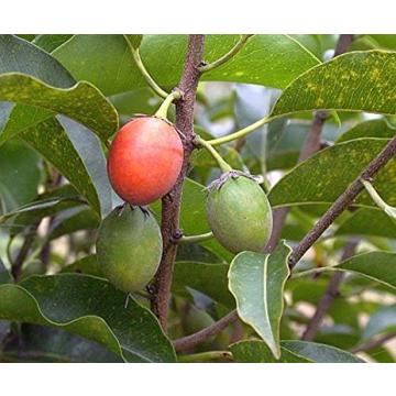 Mimusops Elengi  , Maulsari  - 15 Seeds