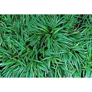 Buy Mondo Grass (  Ophiopogon Japonicus ) - Pack Of 2 Plants
