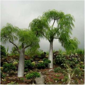 Moringa Hildebrandtii - 5 Seeds Pack