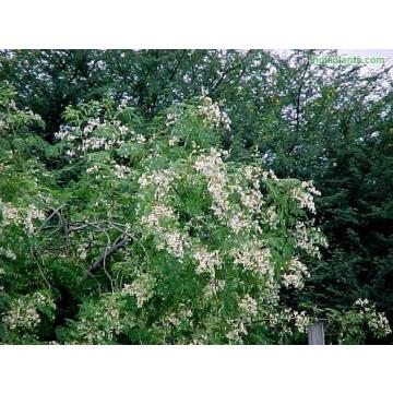 Moringa Oleifera Drumstick ( Sehjan ) Plant