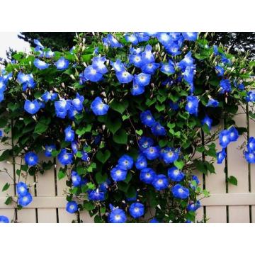Buy Ipomoea, Morning Glory Plant