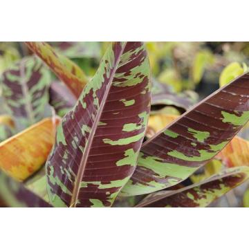 Musa Zebrina, Blood Banana - 10 Seeds Pack