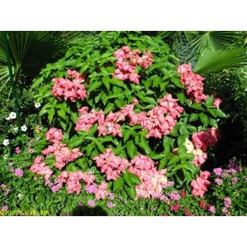 Mussaenda Phillippica , White Mussaenda Plant 