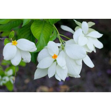 Buy Mussaenda Roxburghii Plant, East Himalayan Mussaenda Plant 