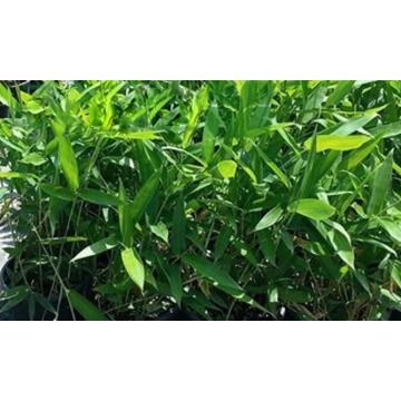Bambusa Nana ( Nana Bamboo ) Plant