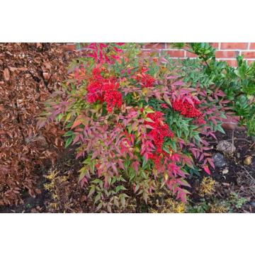 Buy Nandina Domestica ,Sacred Bamboo Plant 
