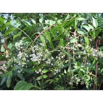 Azadirachta Indica Plant, Neem Plant 