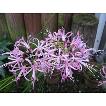 Buy Nerine Lily Bulbs - 5 Bulbs Pack - Delivery All Over India