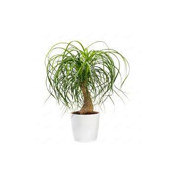 Buy Nolina Recurvata Plant, Elephants Foot, Ponytail Palm 