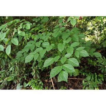 Oroxylum Indicum  , Bhoot Vriksha -15 Seeds Pack