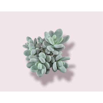 Pachyphytum Oviferum, Moonstones Succulent Plant