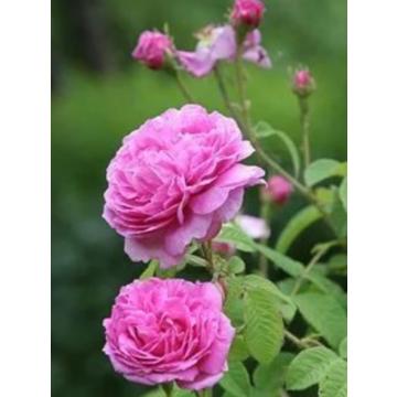 Damascus Rose  , Pink Paneer Rose Plant