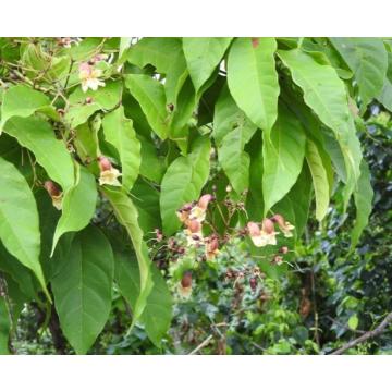 Stereospermum suaveolens Seeds, Patala Tree - 50 Seeds Pack