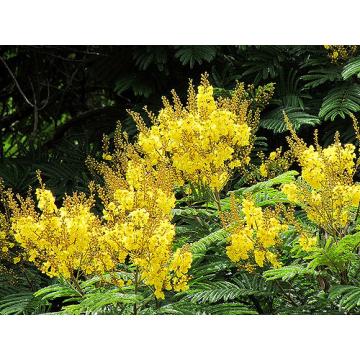 Buy Peltophorum Ferrugineum, Copperpod Tree,  Peeli Gulmohar 