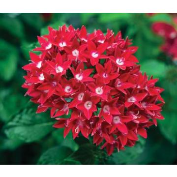 Pentas Lanceolata ,Egyptian Star Flower Plant