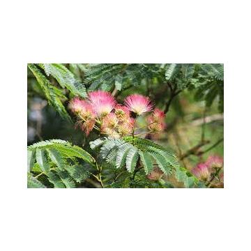 Albizia Julibrissin ,Persian Silk Tree - 10 Seeds Pack