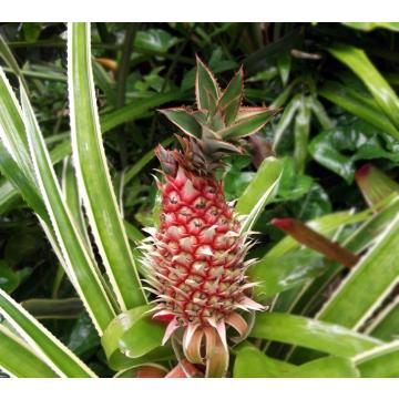 Neoregelia Sp., Pineapple Flower Plant With Free Shipping