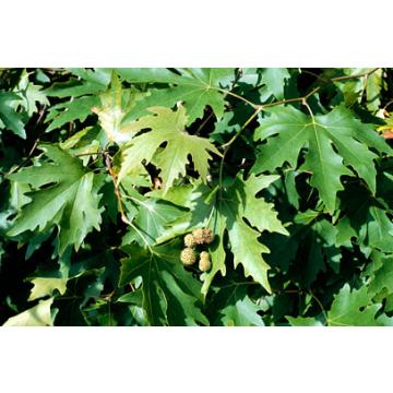 Buy Platanus Orientalis, Chinar Plant In India