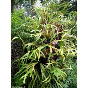 Buy Staghorn Fern Plant, Platycerium Alcicorne Plant 