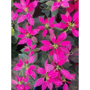 Poinsettia Pink Christmas Star Plant