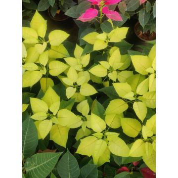 Poinsettia "Yellow Christmas Star" Plant