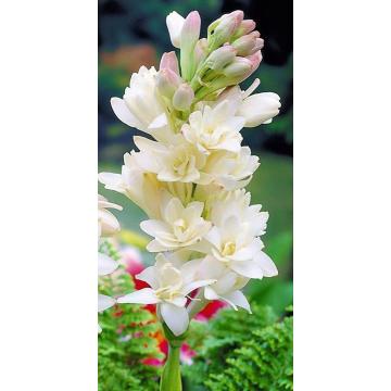 Buy Polianthes Tuberosa Bulbs ( Rajnigandha ) - 6 Bulbs Pack -