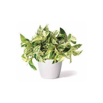 Buy Pothos Marble Queen Plant  ( Money Plant ) 